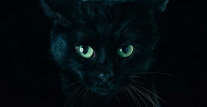 Aimer BEST-SELECTION-noir-[MP3]-Feather-Image2