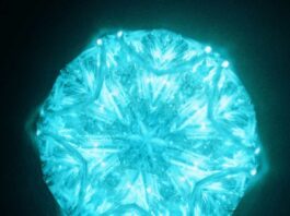 Regal-Lily---C-toshi-Ikeru-Mono