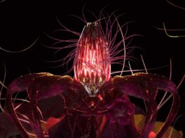 Co-shu-Nie---Flos-Ex-Machina-(2nd-Album)